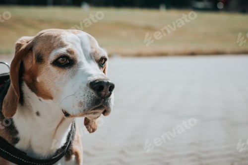 Preview: A Closeup Shot Of A Beautiful Domestic Dog Sitting In Front Of A Park With A Leash Around Its Neck