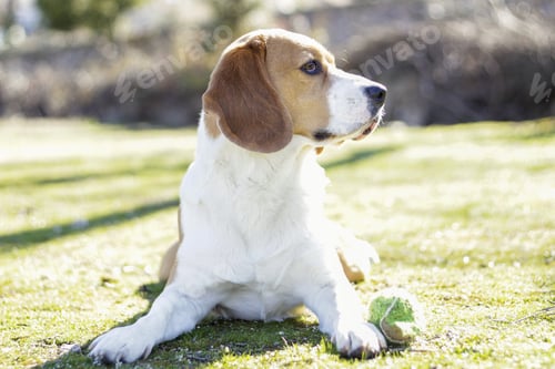 Preview: A Selective Focus Shot Of A Young Tricolor Beagle Lying On The Grass Next To His Ball
