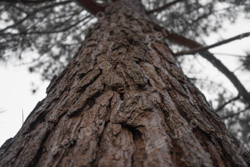 Preview: A Low-Angle Shot Of The Trunk Of An Old Tree Against The Blue Sky
