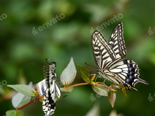 Preview: A Closeup Of A Beautiful Chinese Yellow Swallowtail (Papilio Xuthus) Butterfly Sitting On The Plant