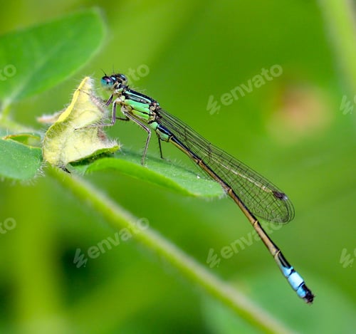 Preview: A Macro Photography Shot Of A Dragonfly On A Green Plant With A Blurred Background
