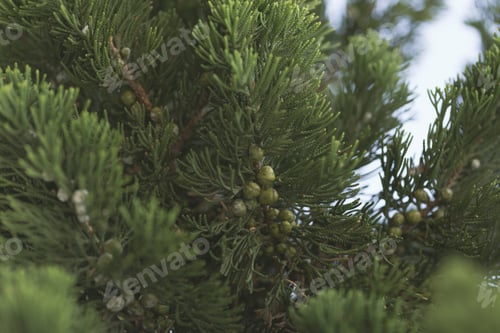 Preview: A Selective Focus Shot Of Evergreen Juniper Tree Branches