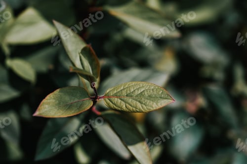 Preview: A Closeup Of Dark Green Plants With Small Leaves In A Forest With Blurred Background
