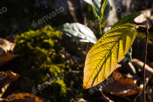 Preview: A Closeup Shot Of Autumn Leaves In A Forest