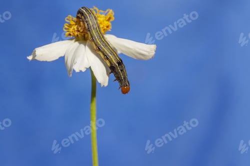 Preview: A Closeup Shot Of A Caterpillar On Flower