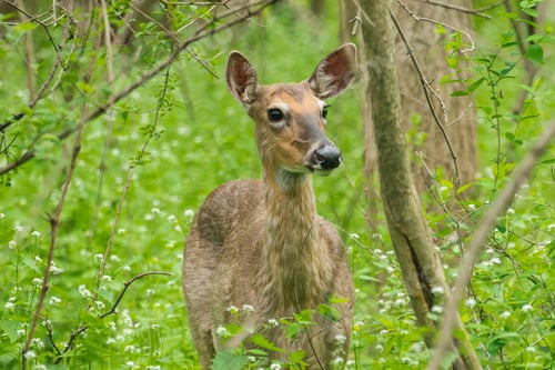 Preview: A Brown Roe Deer In A Green Grassy Field With Wildflowers