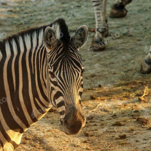 Preview: An Exotic Zebra Captured In The Preserved Area In The Zoo