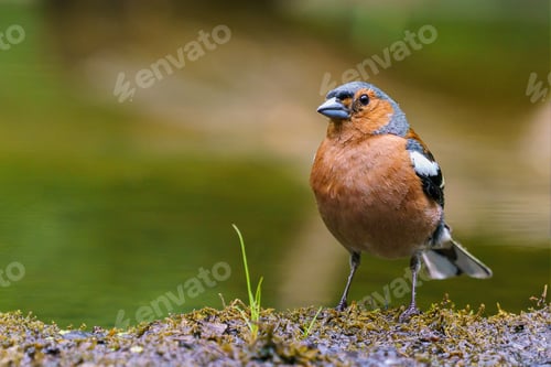 Preview: A Closeup Shot Of A Finch Perched On A Rock With A Blurred Background