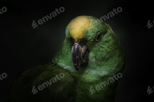 Preview: A Closeup Shot Of A Cute Budgerigar Parrot