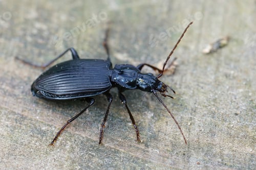 Preview: A Closeup Shot Of A Black Ground Beetle On A Rough Surface
