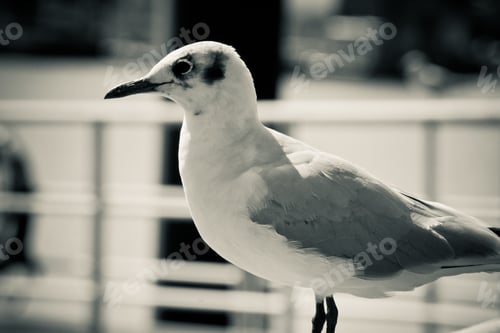 Preview: A Closeup Grayscale Shot Of A Seagull, Outdoors During Daylight