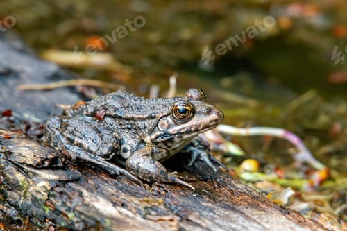 Preview: A Pelobate Frog On A Tree Log In The Fore