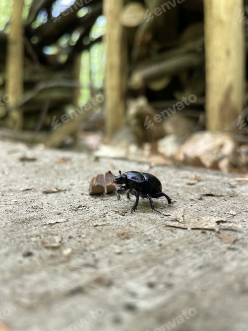 Preview: A Closeup Shot Of A Black Beetle On The Ground