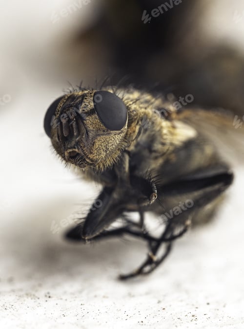 Preview: An Impressive Macro Shot Of A Bee