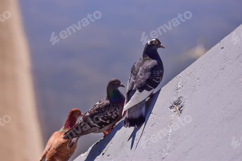 Preview: A Closeup Shot Of Three Pigeons On The Wall Against A Blurred Background