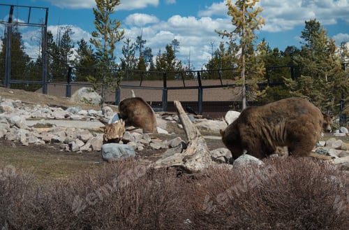 Preview: A Beautiful View Of Grizzly Bears In A Zoo Under A Cloudy Sky