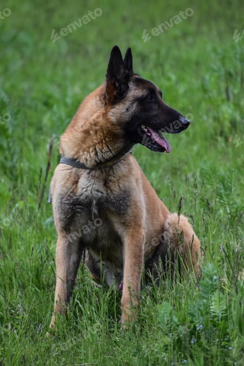 Preview: A Selective Focus Of A German Shepherd Dog Sitting On The Grass In A Lawn