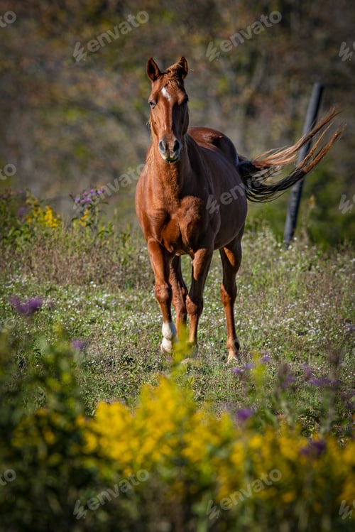 Preview: A Selective Focus Shot Of A Beautiful Horse In The Field