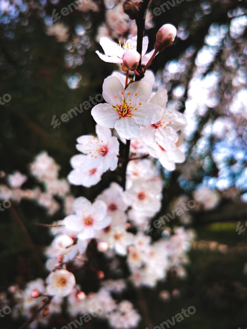 Preview: A Closeup Shot Of Beautiful Cherry Blossoms On A Blurred Background
