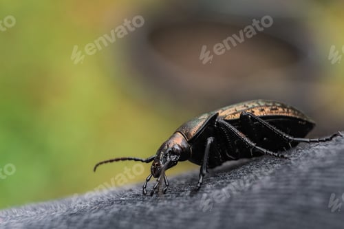 Preview: A Closeup Shot Of A Beetle Walking On A Smooth Surface