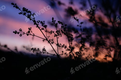 Preview: A Closeup Of The Grass In A Field With A Beautiful Sunset In The Blurry Background