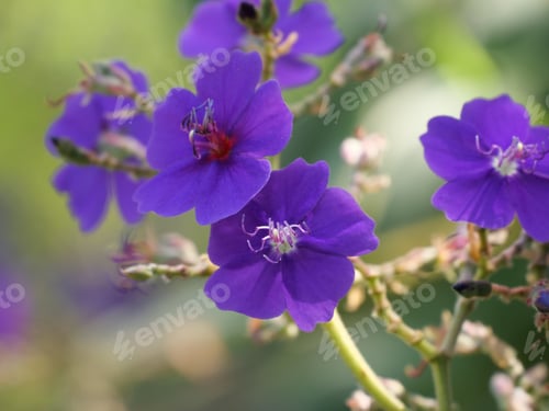 Preview: A Selective Focus Shot Of Tibouchina Heteromalla