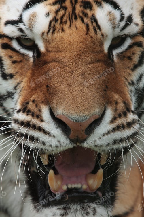 Preview: A Vertical Shot Of A Tiger In All Of His Glory