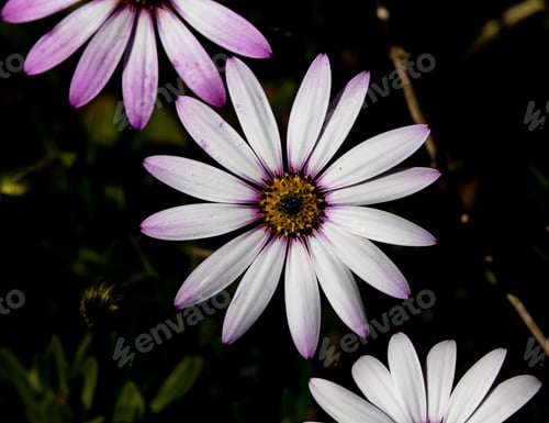 Preview: Floral Beauty: Purple and White Osteospermum Flower