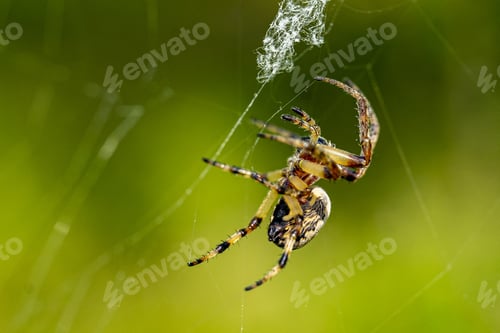 Preview: A Closeup Shot Of A Spider On A Cobweb
