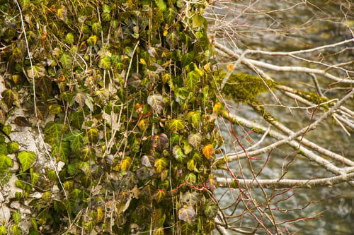 Preview: A Closeup Shot Of Ivy Clipping Path, Climber Plant On The Tree