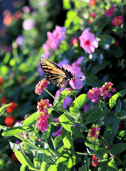 Preview: In The Late Day Sunlight Of A Summer Afternoon, A Butterfly Visits Colorful Blossoms In A Flowerbed.