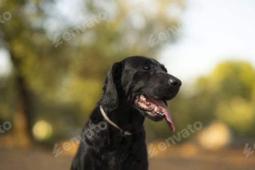 Preview: A Closeup Portrait Of A Labrador Retriever Dog Outdoors On A Sunny Day