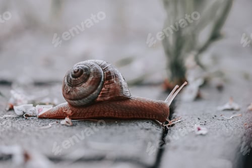 Preview: A Closeup Shot Of A Snail In A Park