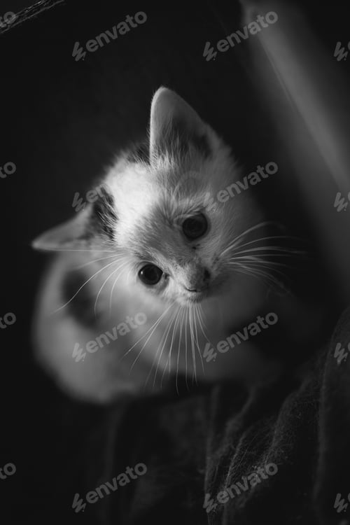 Preview: A Vertical Grayscale Closeup Shot Of A Cute Kitten