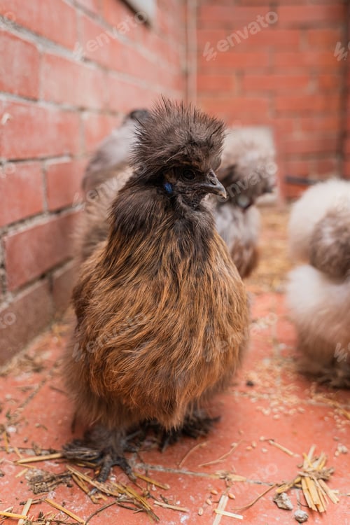 Preview: A Closeup View Of A Chicken With Other Chickens In The Farm