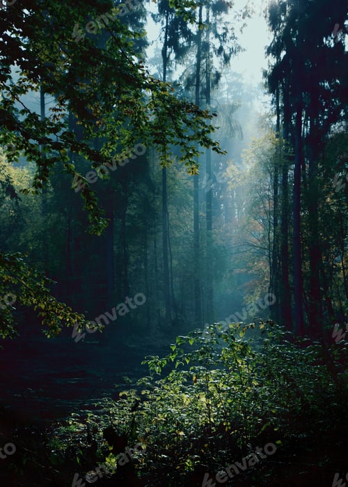 Preview: Moody And Mysterious Photograph Of A Forest Scenery