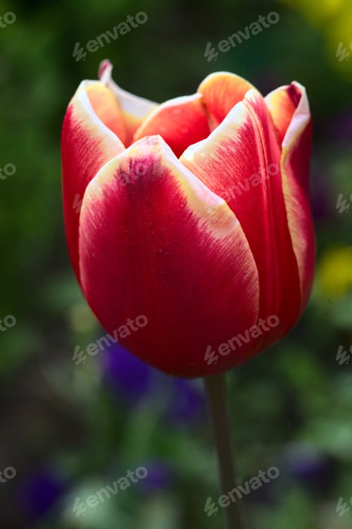 Preview: A Closeup Shot Of Red Tulip On A Blurred Background