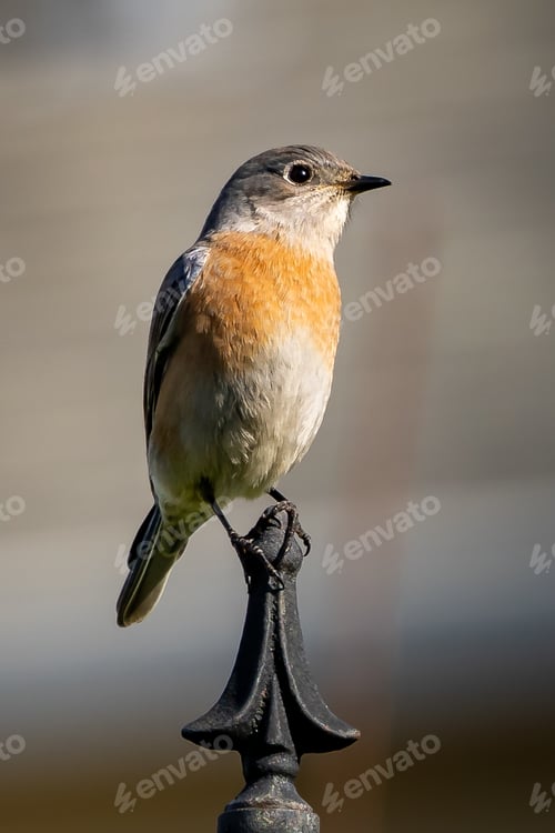 Preview: A Common Redstart On A Metallic Fence