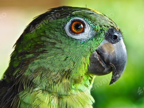 Preview: A Macro Closeup Shallow Focus Shot Of An Amazon Parrot