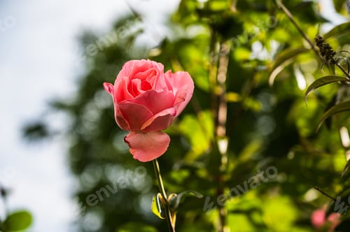 Preview: A Closeup Shot Of Beautiful Pink Rose Flower Blooming In A Garden On A Blurred Background