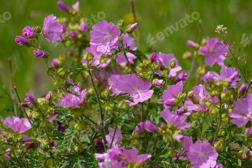 Preview: A Selective Focus Shot Of Musk-Mallow Flowers Blooming In The Field