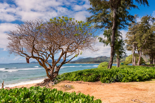 Preview: A Beautiful Scenery Of A Lot Of Tropical Green Plants Surrounded By High Mountains
