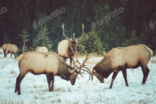 Preview: A Beautiful Shot Of Moose Fighting With Their Horns In The Snow