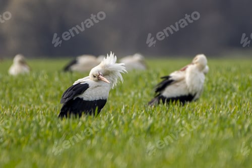 Preview: A Wonderful View Of Storks Standing Ina Field