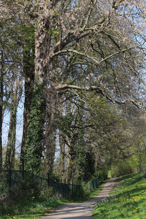 Preview: An Empty Pathway In A Park With Tall Trees And A Fence Next To It On A Sunny Day