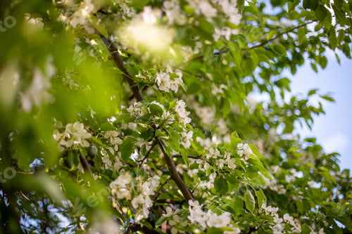 Preview: A Closeup Shot Of White Blossoms On Tree Branches