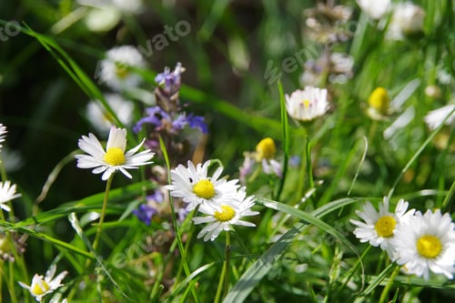 Preview: A Selective Focus Shot Of Beautiful Daisy Flowers On The Grass-Covered Meadow