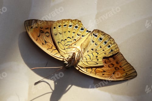 Preview: A Dried Pallas' Fritillary Butterfly Upside Down Isolated On A Beige Background