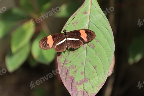Preview: A Macro Shot Of A Heliconius Butterfly On An Old Leaf Against A Blurred Background
