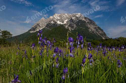 Preview: A View Of The Grimming Peak And Field Of Blooming Irises, Austria